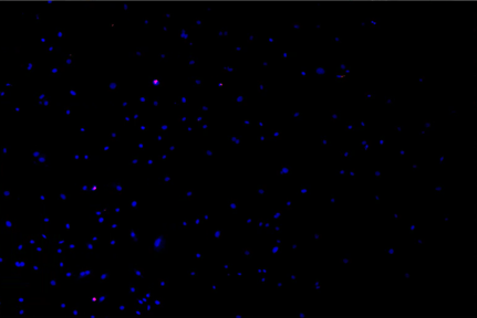 A blue and purple dotsDescription automatically generated with medium confidence