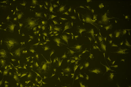 A close up of a black background Description automatically generated