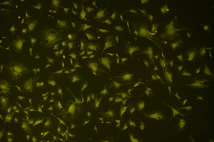 A close up of a black background Description automatically generated