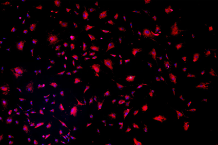 A close up of a black backgroundDescription automatically generated