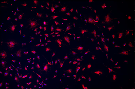 A close up of a cell Description automatically generated