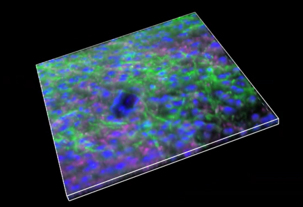 A close-up of a cell Description automatically generated