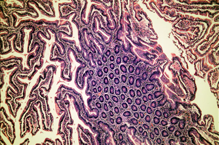 A close-up of a cellDescription automatically generated