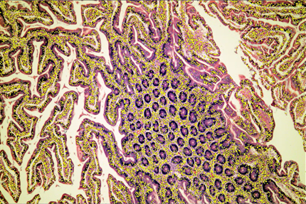 A close-up of a colorful patternDescription automatically generated