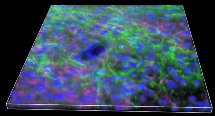 A close-up of a plant Description automatically generated