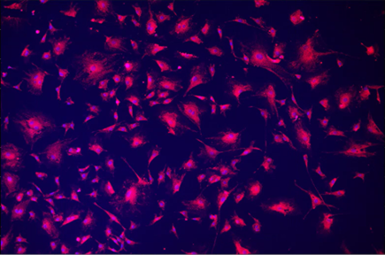 A close-up of a purple background Description automatically generated