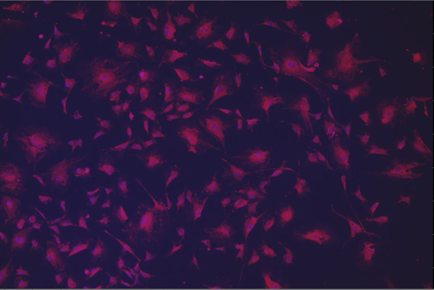 A close-up of a purple background Description automatically generated