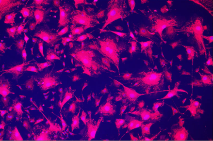 A purple and black background Description automatically generated with medium confidence