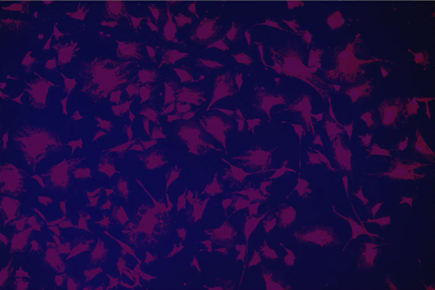 A purple and blue background Description automatically generated