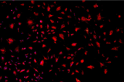 A red and black backgroundDescription automatically generated