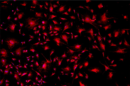 A red light on a black backgroundDescription automatically generated