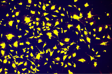 A yellow and black backgroundDescription automatically generated with medium confidence