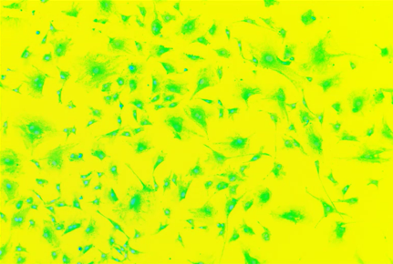 A yellow and green background Description automatically generated
