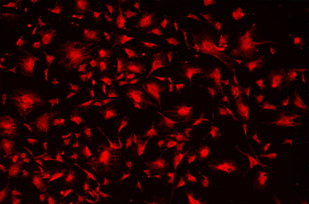 Red light on a black background Description automatically generated